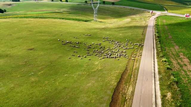 Sheep herd spread near fields and roadside. Multiple groups graze on green terrain close to crop rows and a gently curving rural road.