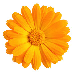 Obraz premium orange calendula flower isolated on white or transparent