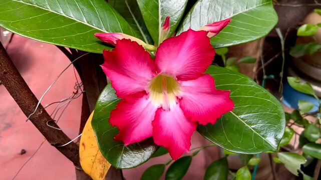 Adenium obesum or sabi star or impala lily flowers blooming on green leaves background. Adenium obesum is a popular houseplant and bonsai in temperate regions. Blooming flowers look very be