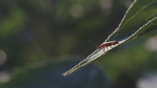 Naturaleza al atardecer