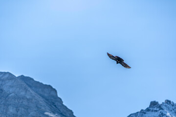 the sky and the bird