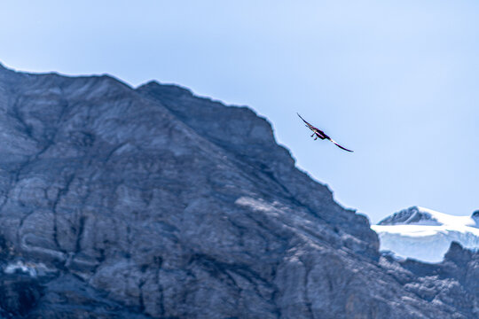 bird in the mountains
