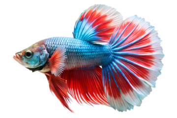 Closeup of a stunning male betta fish displaying brilliant red and blue coloration and large flowing fins, isolated on transparent background