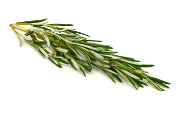 Fototapeta premium Fresh Rosemary Sprig, Rosmarinus officinalis, isolated on white background