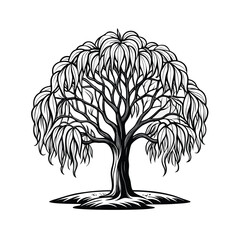 Simple willow tree outline illustration on white background