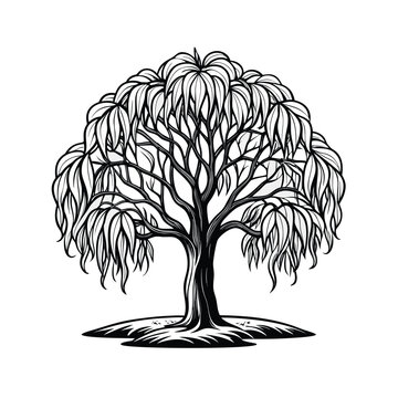 Simple willow tree outline illustration on white background