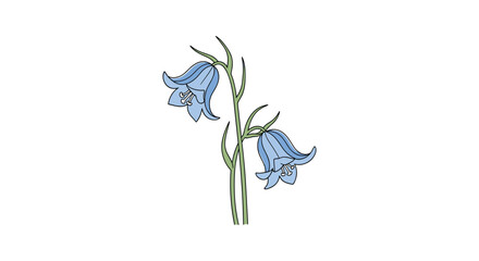 Simple and elegant vector illustration of a delicate bluebell or bellflower stem with two blooming flowers on a white background.