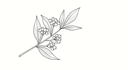 Elegant botanical line art illustration of a plant branch with detailed leaves and small clusters of berries in a vintage style.