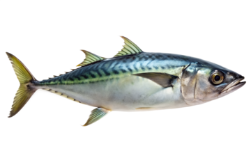 High quality image of a whole atlantic mackerel fish showing its distinctive dark bluegreen stripes, isolated on transparent background