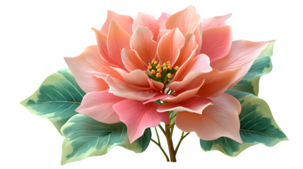 Peach Poinsettia Bloom isolated on transparent background