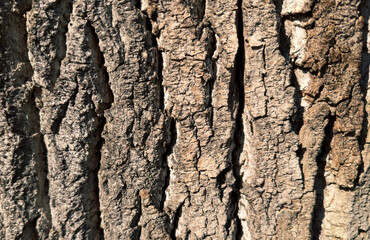 Close up view of rough, brown tree bark shows deep vertical furrows and texture. Direct sunlight creates strong contrast between highlights and shadows on the rugged surface. Wooden background.