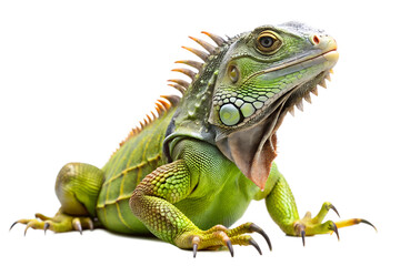 Obraz premium Vibrant green common iguana reptile resting and looking forward, detailed texture of skin and crest, isolated on transparent background