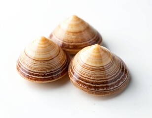 Three asari clams lie on white. Seafood still life showcases shells natural beauty. Close up depicts seafood delicacies, perfect for culinary content and advertising fish market.