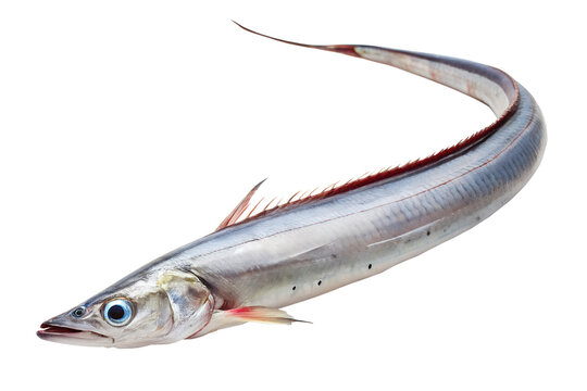 Fresh ribbonfish, also known as cutlassfish or scabbardfish, isolated on transparent background, ready for culinary preparation or study