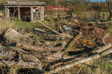 Felled trees ready to be chopped for firewood