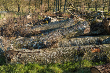 Felled trees ready to be chopped for firewood