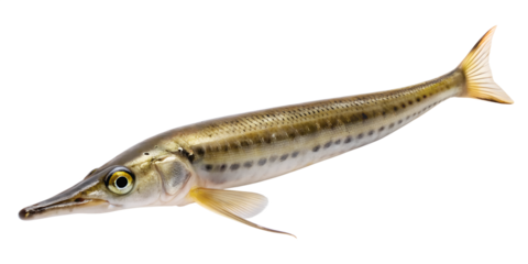 Needlefish or garfish species isolated on transparent background, showing its long, slender body and pointed snout, common in freshwater or marine environments