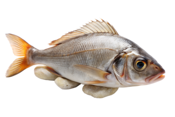 Fresh raw silver fish, possibly a sea bream or similar species, resting on small smooth stones isolated on transparent background for food preparation or market display