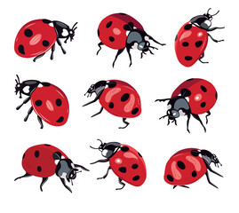 Ladybug insect red and black color. Summer bug. Meadow insects. 
