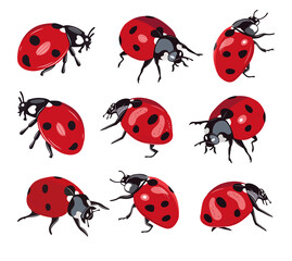 Ladybug insect red and black color. Summer bug. Meadow insects. 
