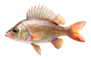 A single european perch fish with prominent spiny dorsal fin and reddish fins, captured in sharp detail against a pure transparent background, isolated on transparent background