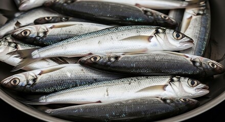 Fresh Bluefish Catch Silver Scales and Ocean Eyes