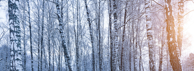 Obraz premium Birch grove after a snowfall on a winter cloudy day. Birch branches covered with snow.