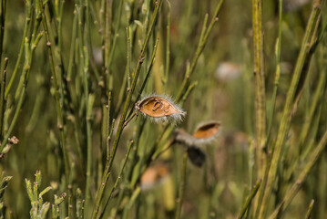 Closeup of a brown seed pod of Portuguese Broom - Cytisus striatus 