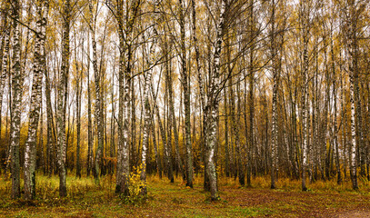 Fototapeta premium Autumn forest with tall birch tree trunks and fallen yellow leaves on the ground. Natural seasonal scenery, nature background.