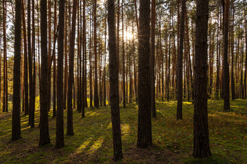 Fototapeta premium Sunrise or sunset in tall pine forest with long shadows on mossy ground. Nature landscape for tranquility and wilderness. Natural scenic view for wallpaper design.