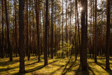 Obraz premium Sunrise or sunset in tall pine forest with long shadows on mossy ground. Nature landscape for tranquility and wilderness. Natural scenic view for wallpaper design.