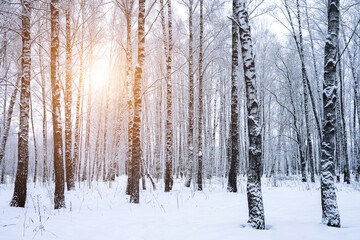 Birch grove after a snowfall on a winter day. Birch branches covered with stuck snow. © Eugene_Photo