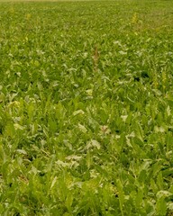 Green sugar beet field growing in agricultural landscape