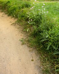 Winding sandy path through green meadow invites exploration on summer day