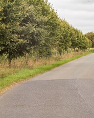 Country road winding through lush green landscape with trees and cornfield