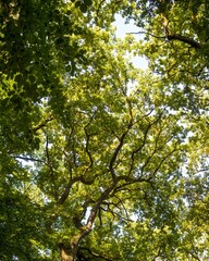 Sunlight filtering through canopy of majestic trees in forest