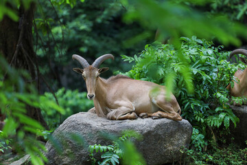 The barbary sheep is mammal and hill animal