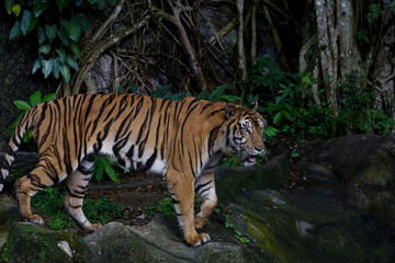 Close up Indochinese tiger is beautiful animal and dangerous in forest