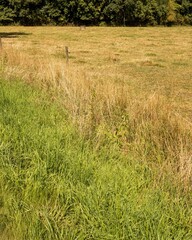 Green grass growing next to paved road and dry field