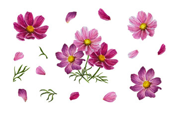 Watercolour illustration of cosmea (Cosmos bipinnatus) in shades of pink and purple. Individual flowers, buds, leaves and petals are ideal for decorating weddings, cards and summer design.