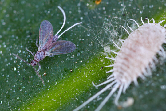 Winged male anf wingless female of Pseudococcus longispinus, the long-tailed mealybug, in family Pseudococcidae. On a green leaf.