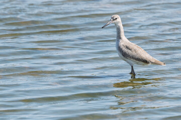 Female Road Runner in the grass sunny day
