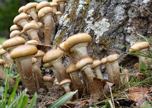 A bunch of mushrooms growing on a tree trunk. The mushrooms are brown and have a fuzzy texture