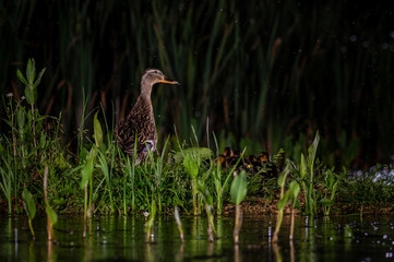 Female mallard with duckling standing in wet grass beside reeds in UK