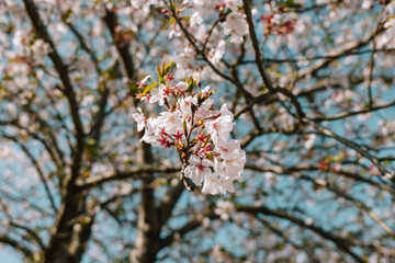 pink cherry blossom