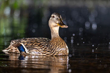 Female mallard duck with rain drops on calm water in UK