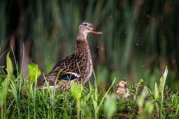 Female mallard with duckling standing in wet grass beside reeds in UK