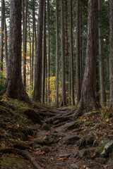 滝川渓谷の秋の登山道