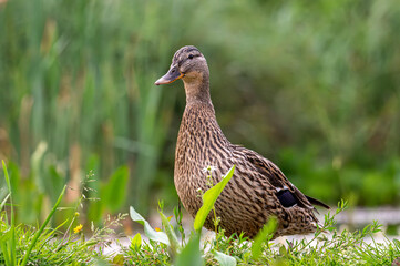 Female mallard standing in grass with reeds behind her in UK