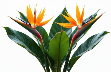 Obraz premium Two orange Bird of Paradise flowers bloom above lush green leaves against a stark white background. These tropical plants represent exotic beauty and vibrant natural patterns.